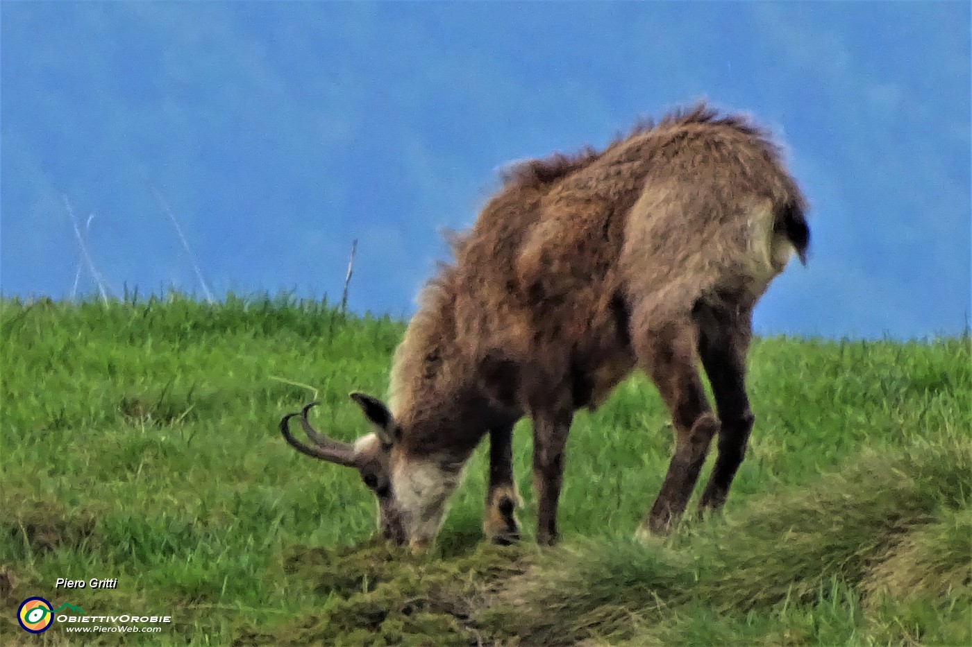 72 Il camoscio bruca la verde erba novella.JPG